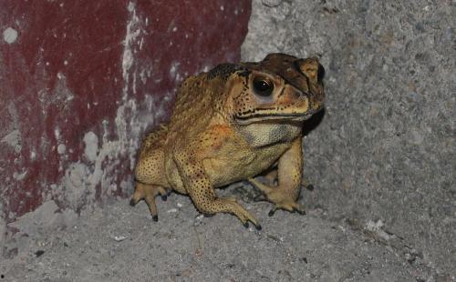 喷水蛙吃瓜视频大全免费观看,免费观看视频大全集锦  第1张